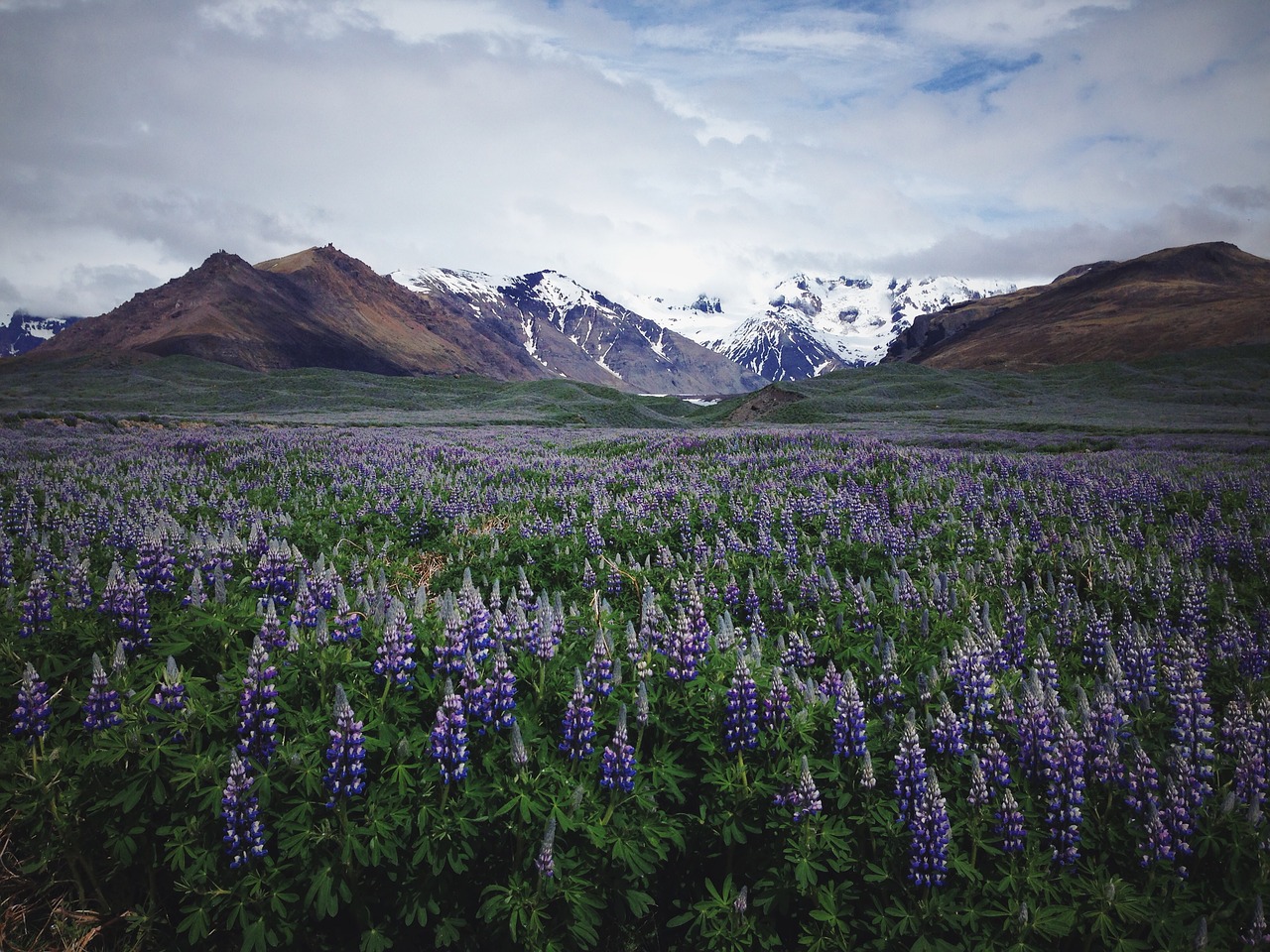 lavender field flower free photo