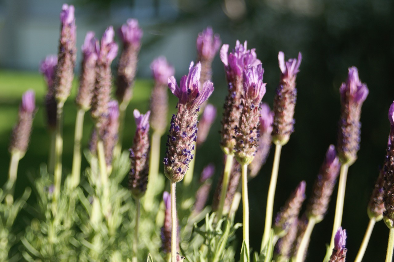 lavender plant nature free photo