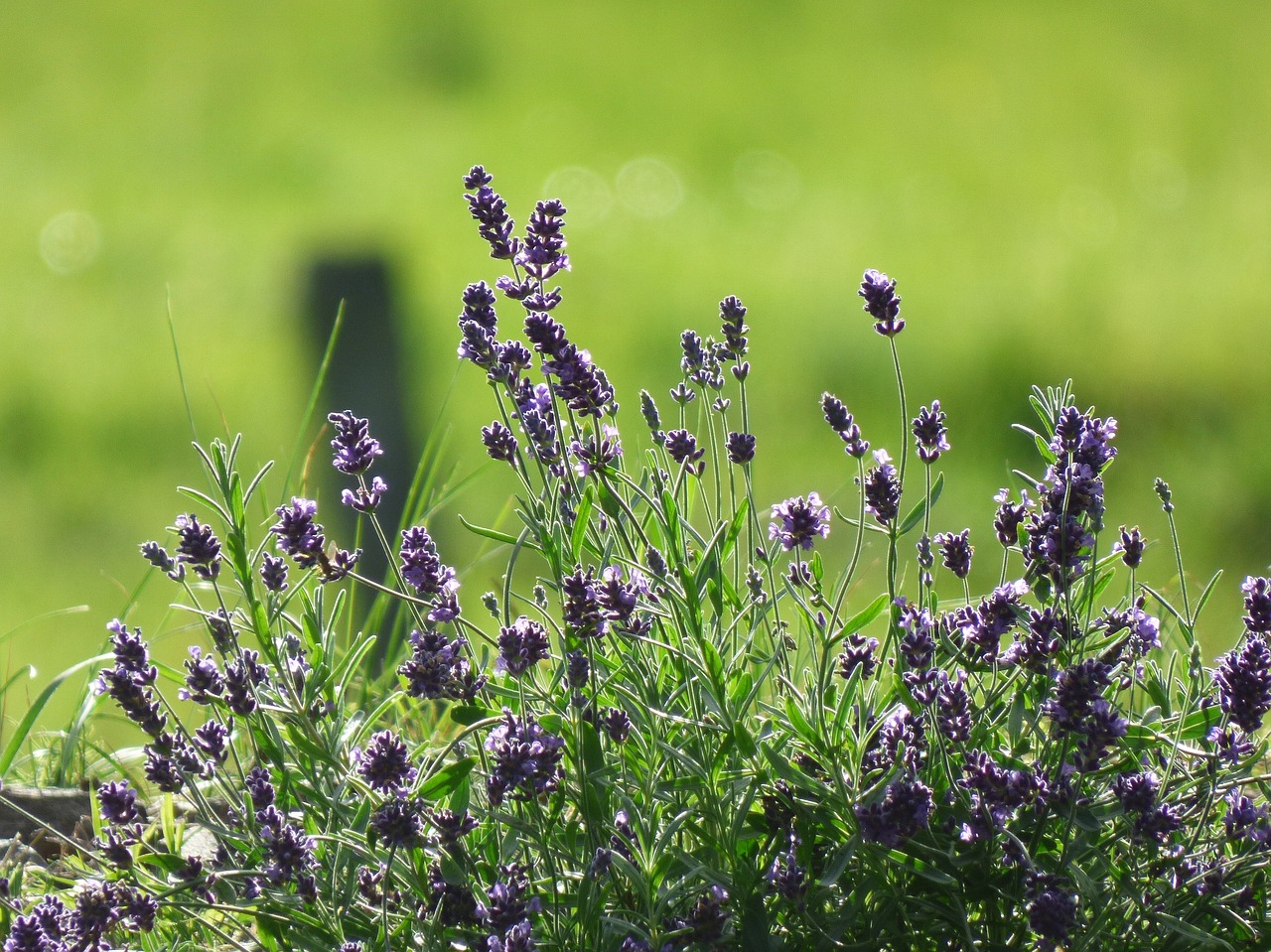 lavender nature flower free photo