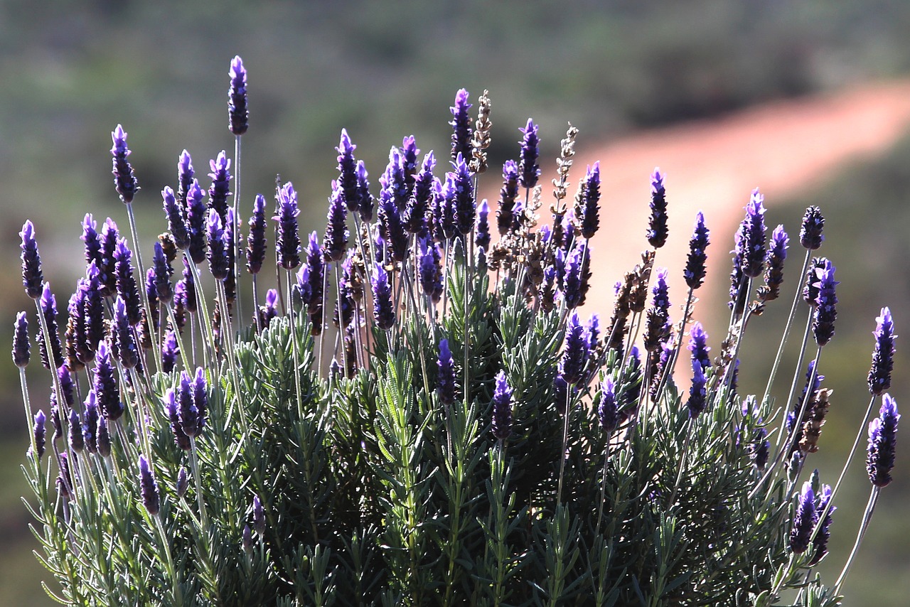 lavender bush nature free photo