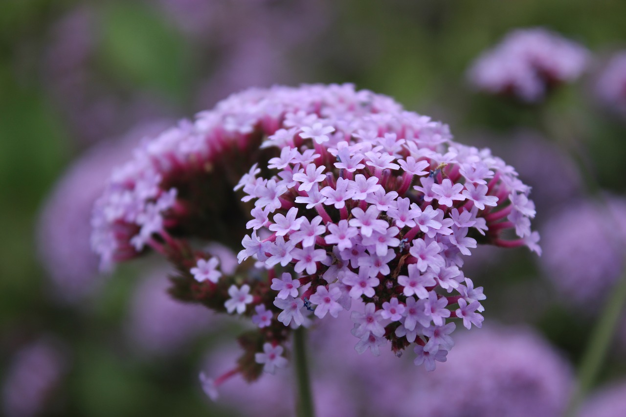 lavender plant close-range photogrammetry free photo