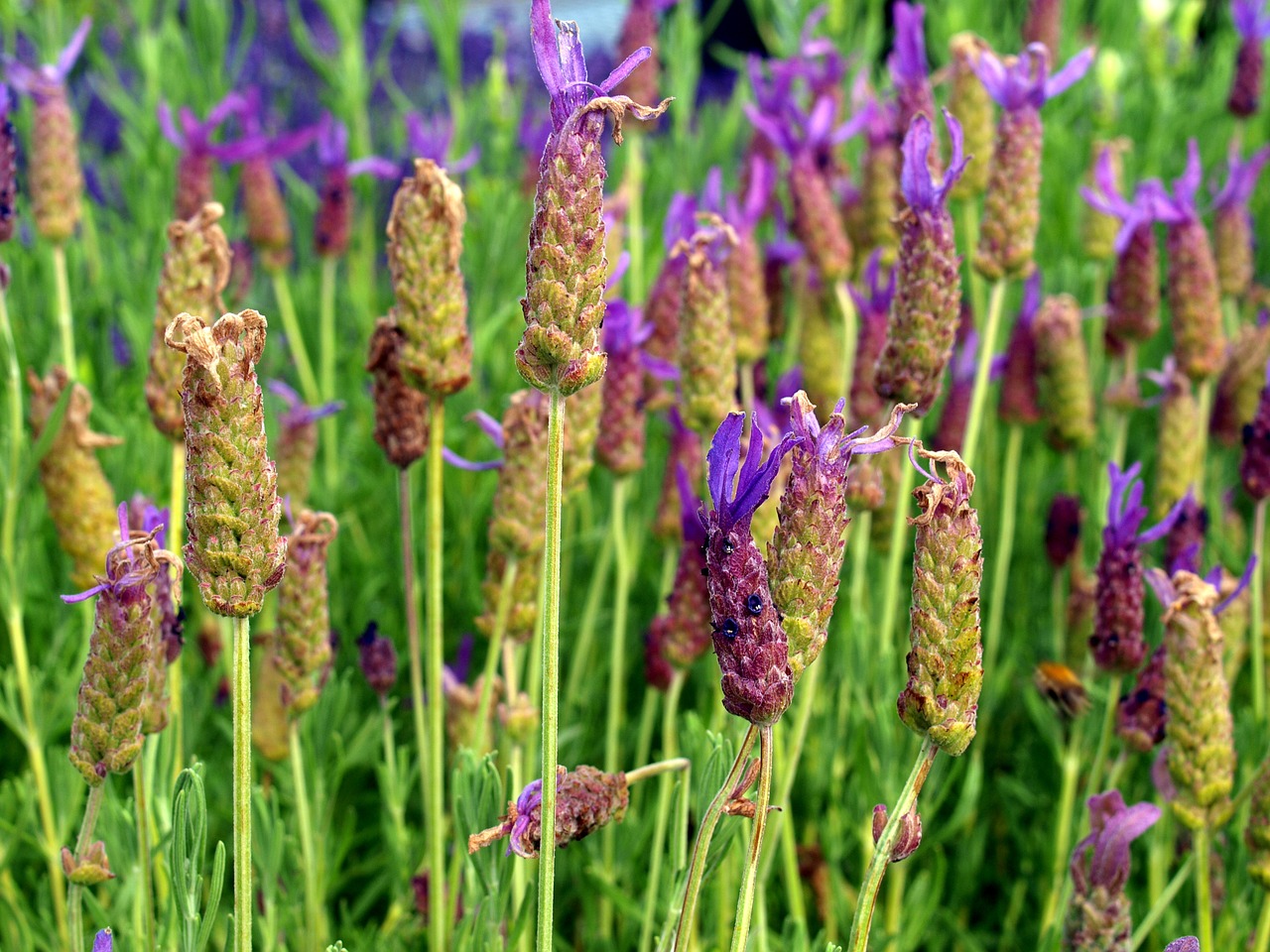 lavender flowers bush free photo