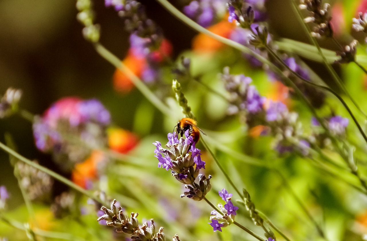 lavender bee apis mellifera free photo