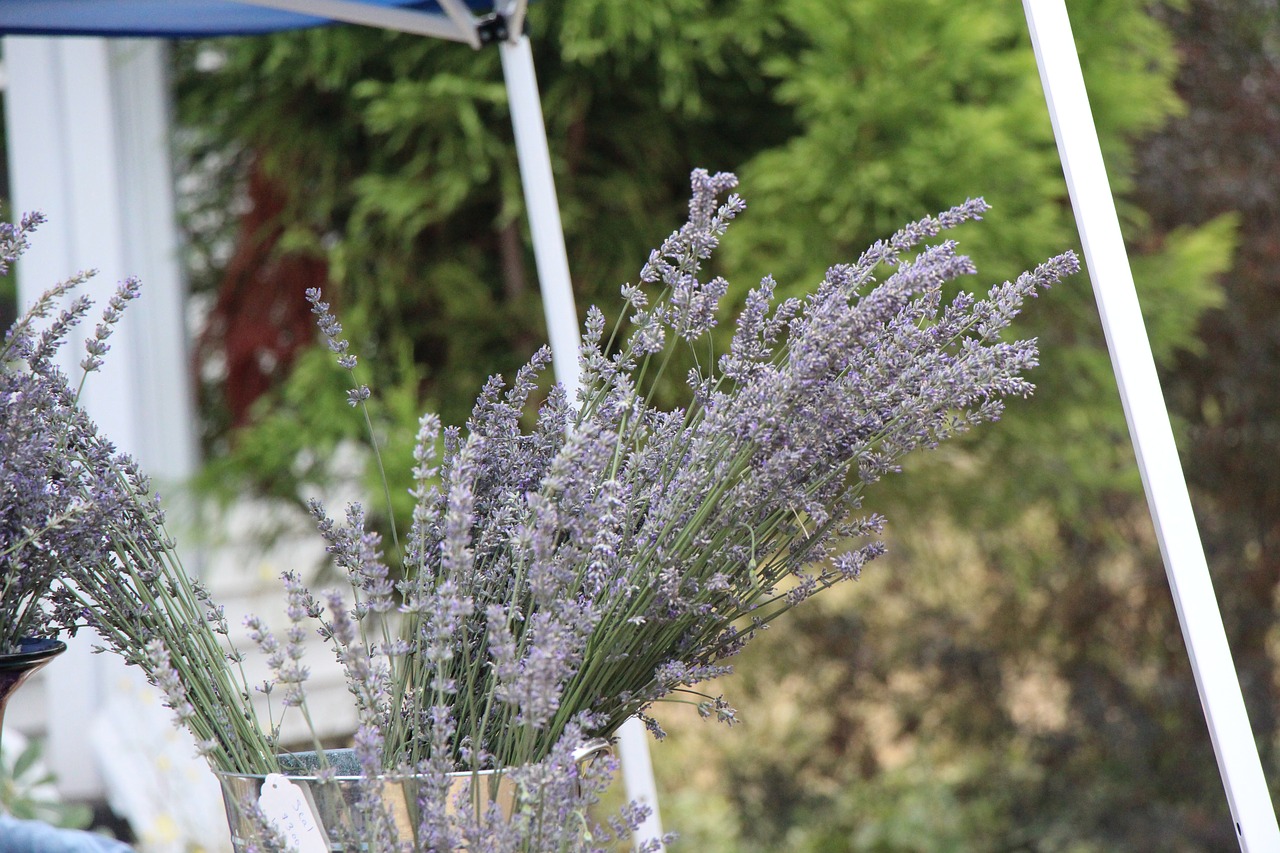 lavender country table free photo