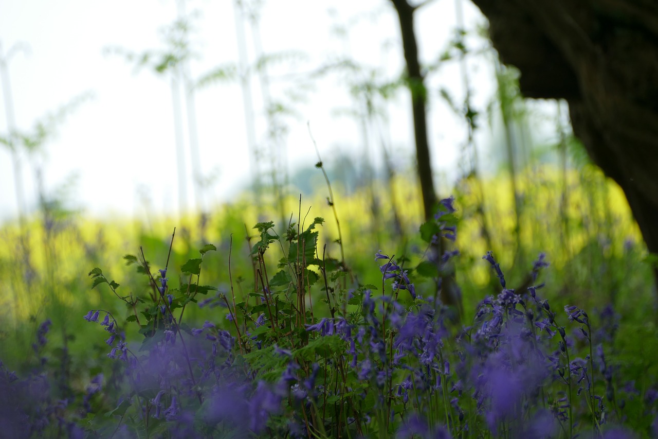 lavender purple english countryside free photo