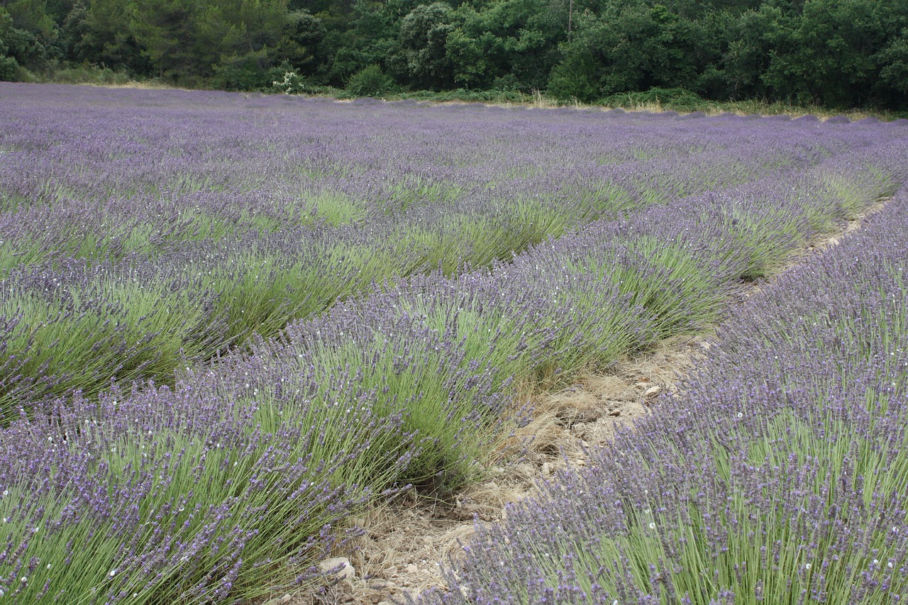lavender provence french free photo