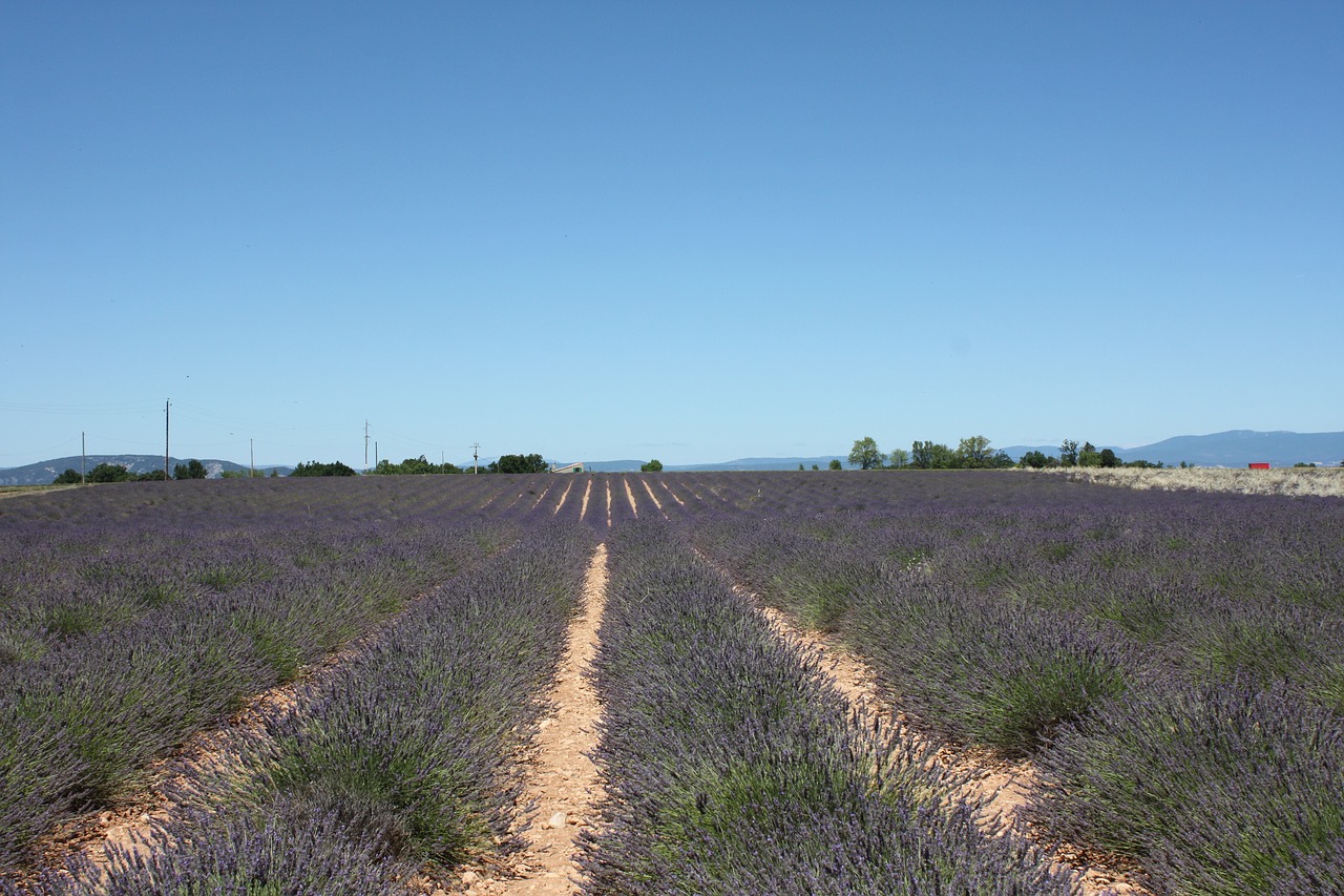 lavender provence sault free photo