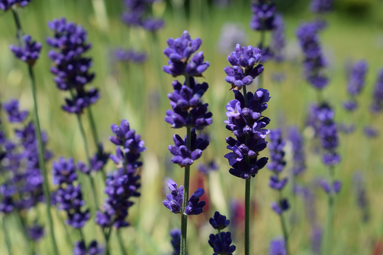 lavender fields meadow free photo