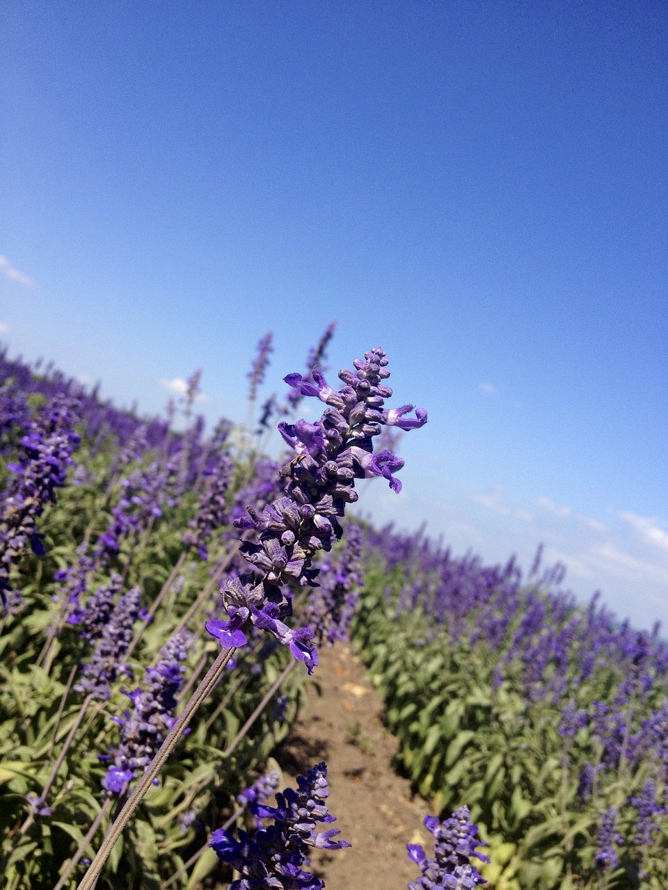 lavender flowers fields free photo