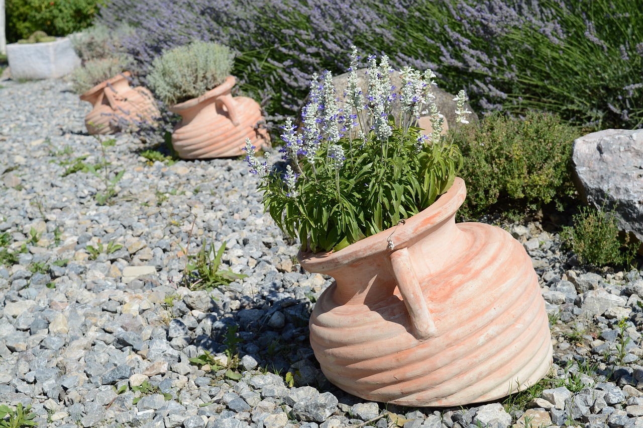 lavender jars white lavender free photo