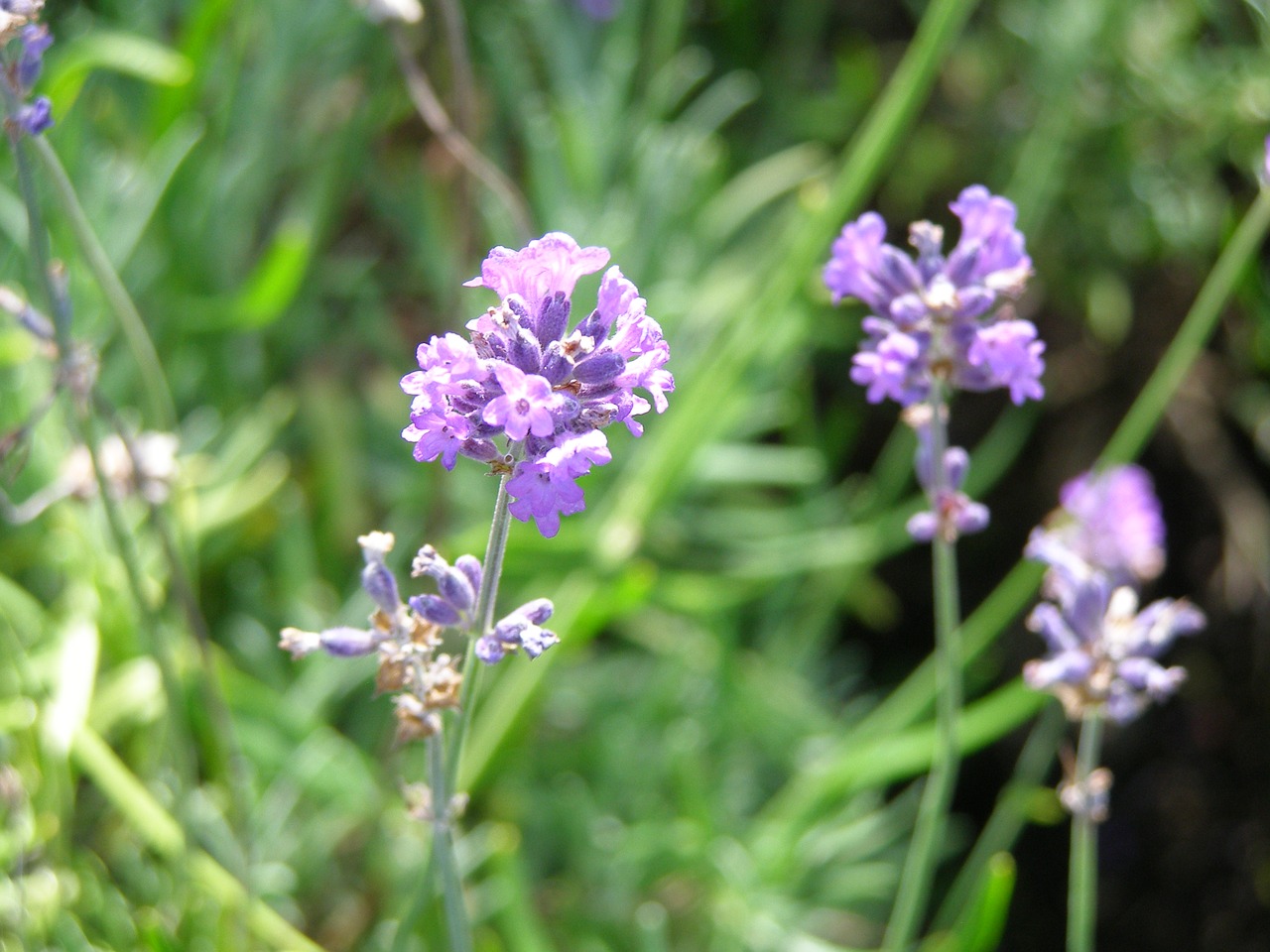 lavender plant flower free photo