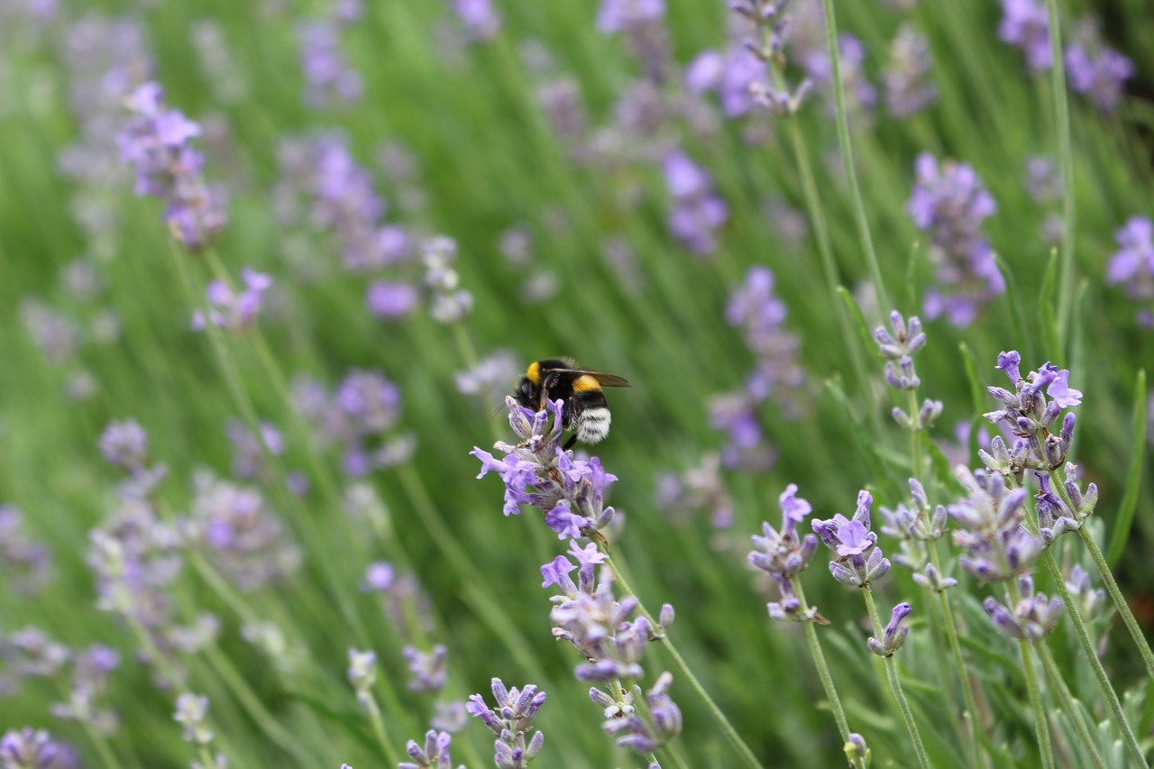 lavender wasp flower free photo