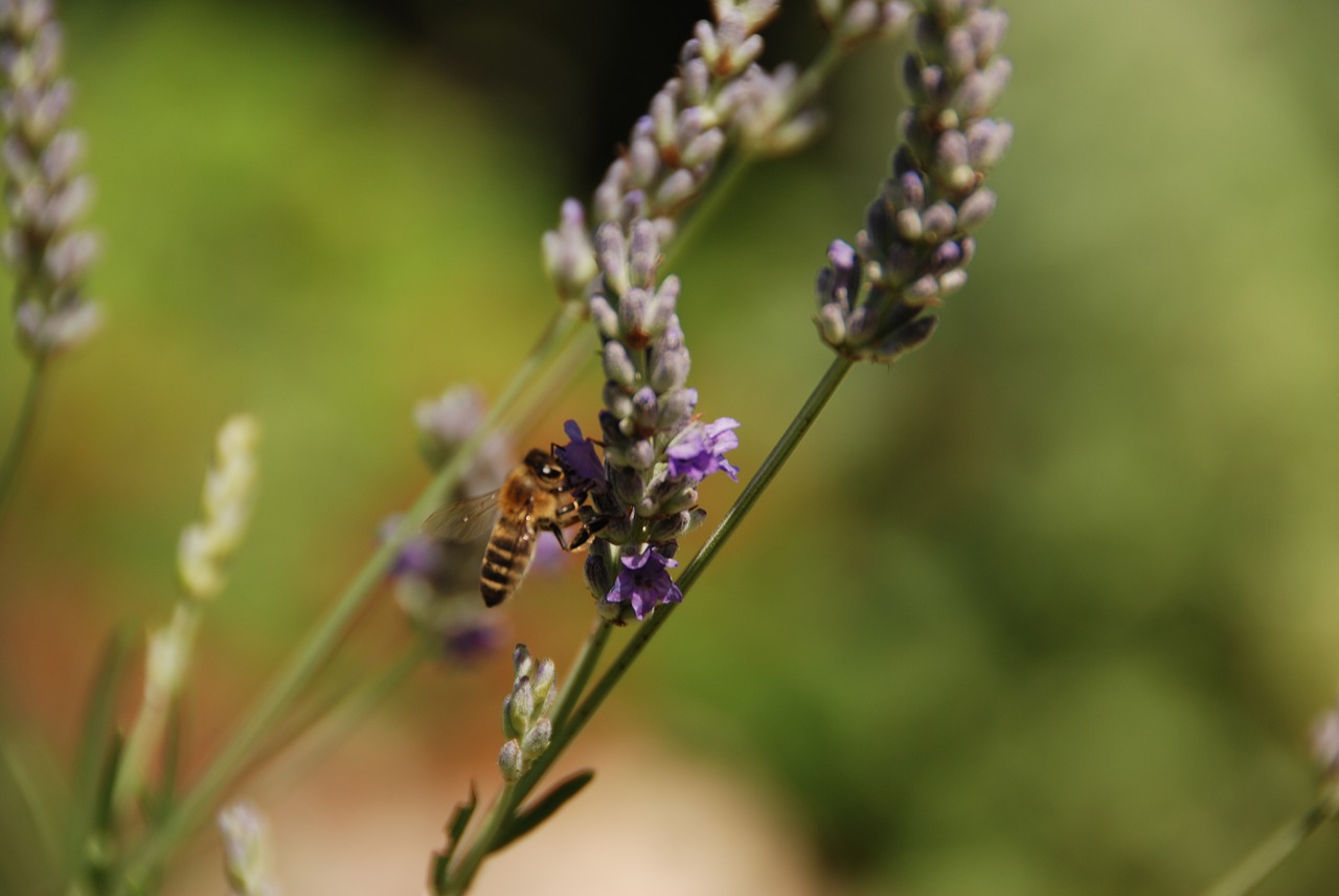 lavender flower bee free photo