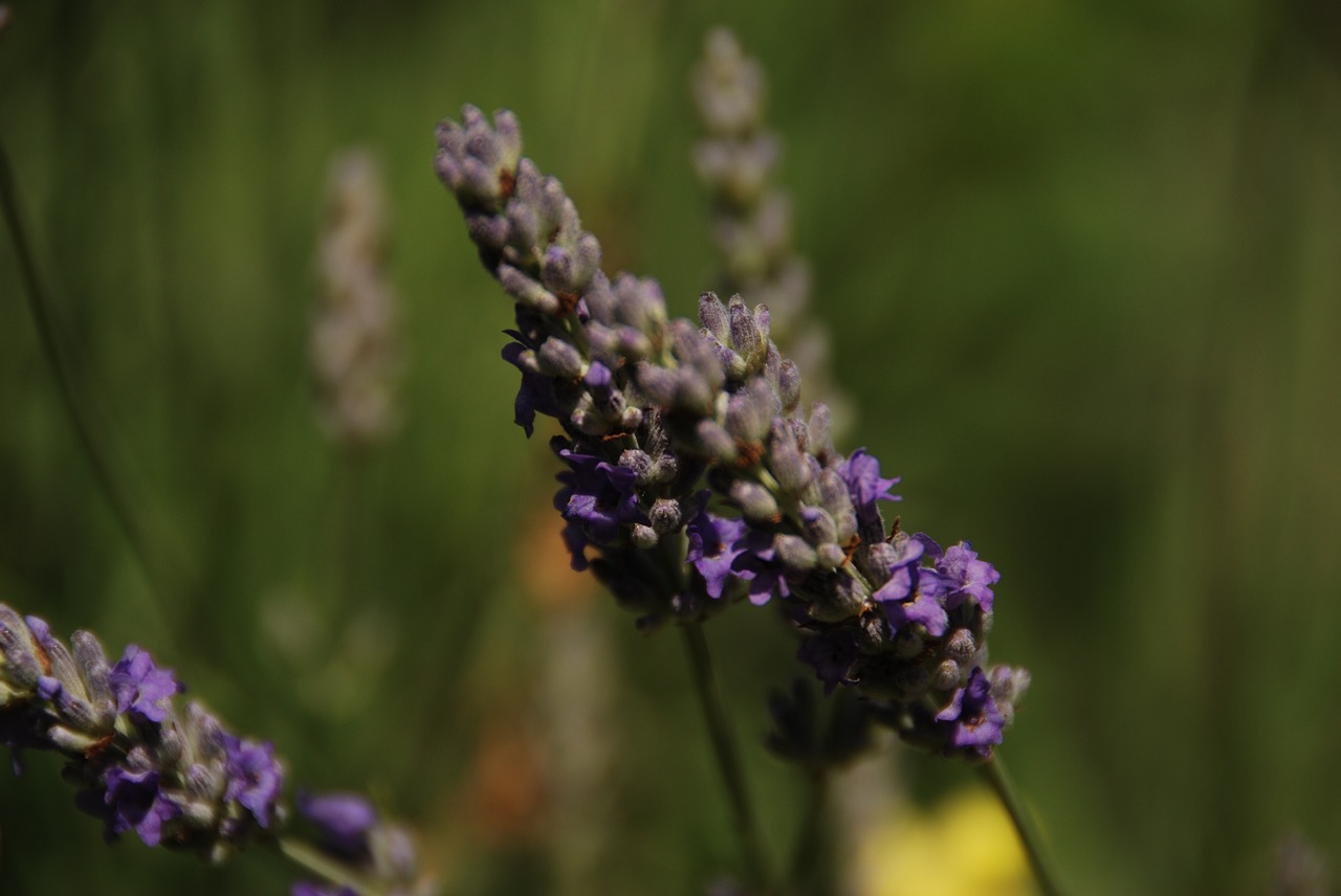 lavender flower plant free photo