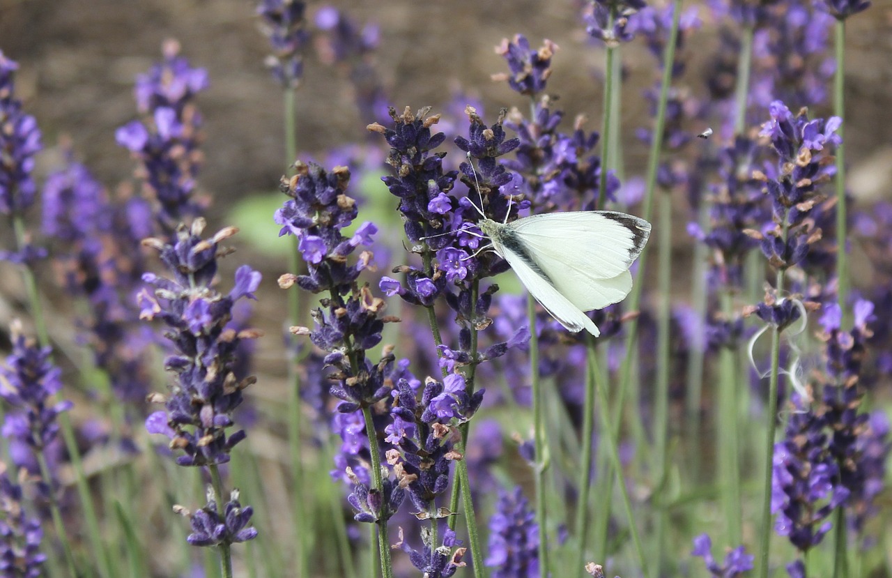 lavender butterfly summer free photo