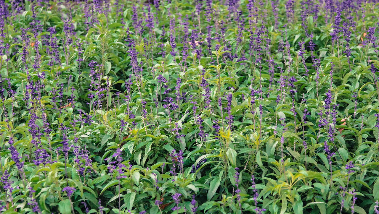 lavender meadow plants free photo