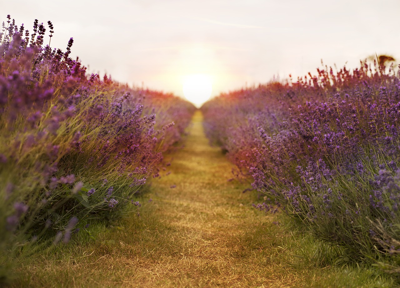 lavender field nature free photo