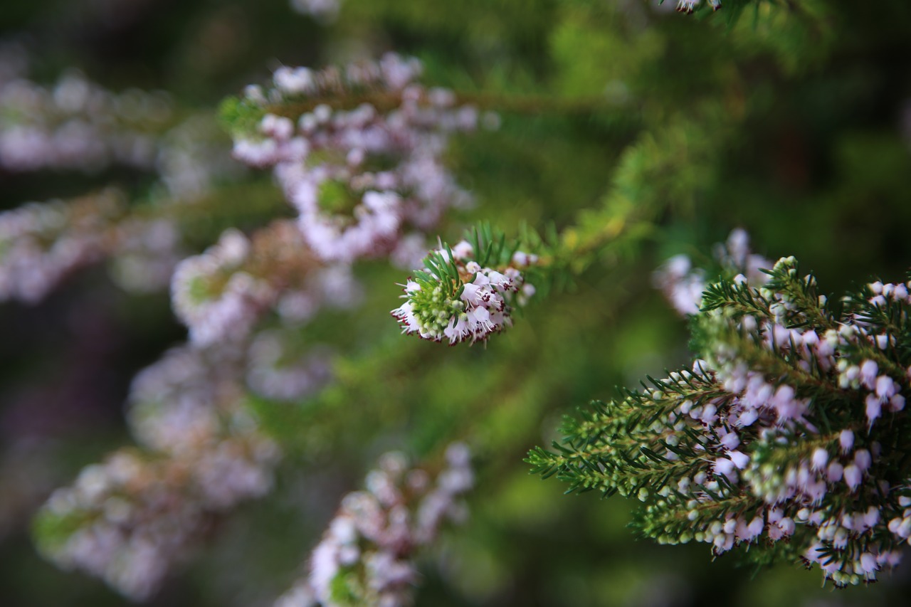 lavender macro green free photo