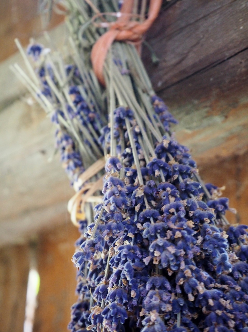 lavender herb dry free photo
