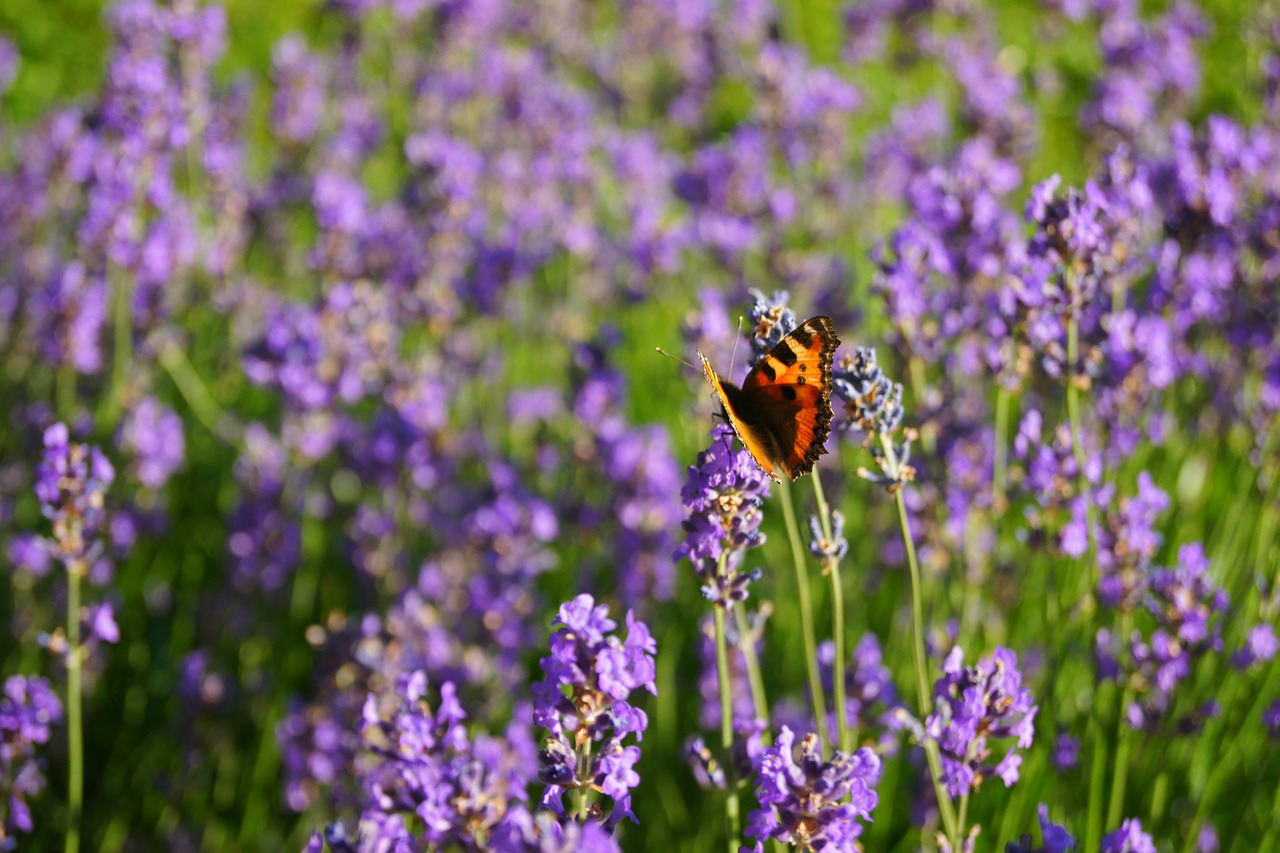 lavender butterfly herbs free photo