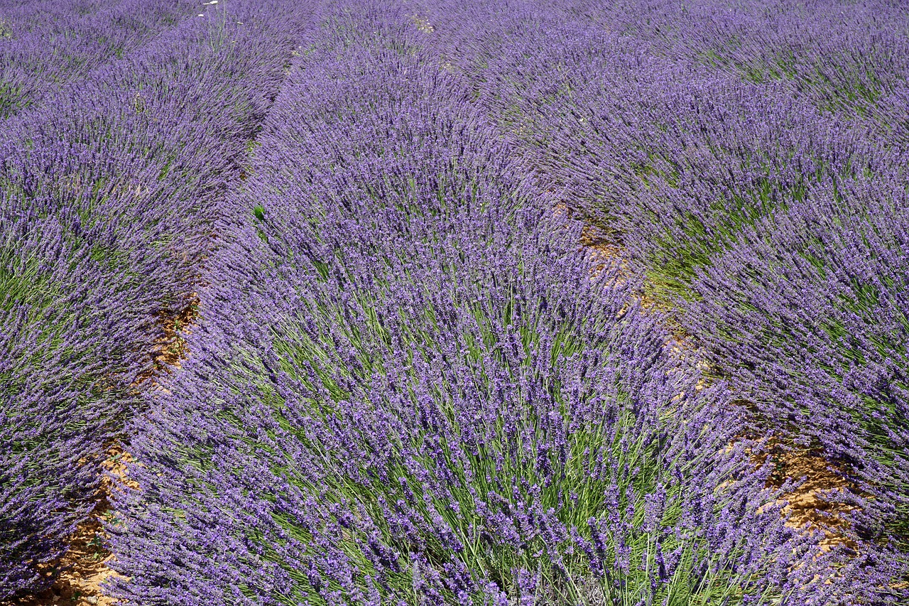 lavender provence lavandin free photo