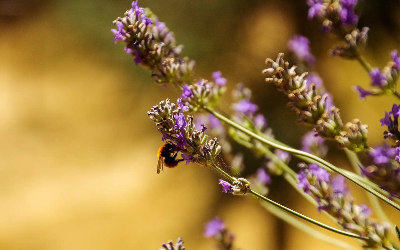 lavender bee apis mellifera free photo