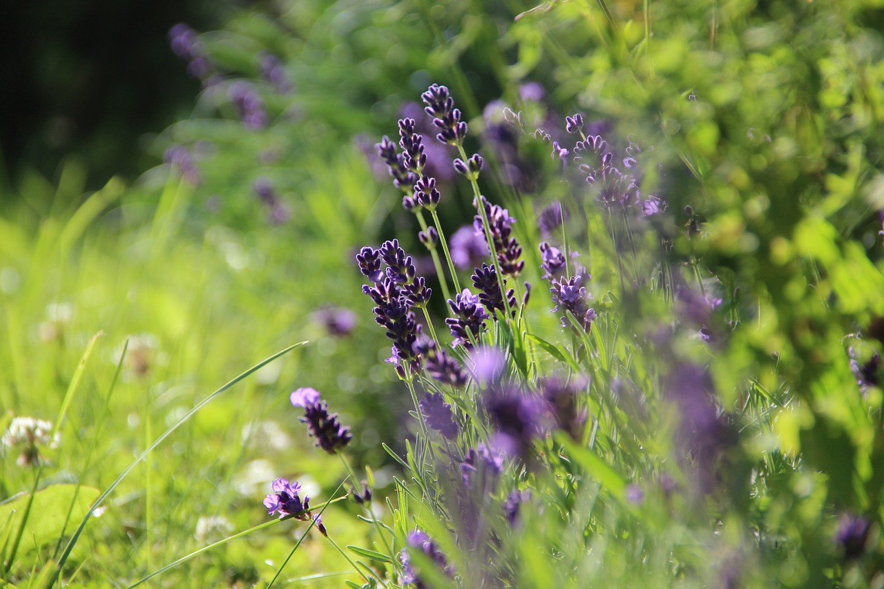 lavender herbs fragrant free photo
