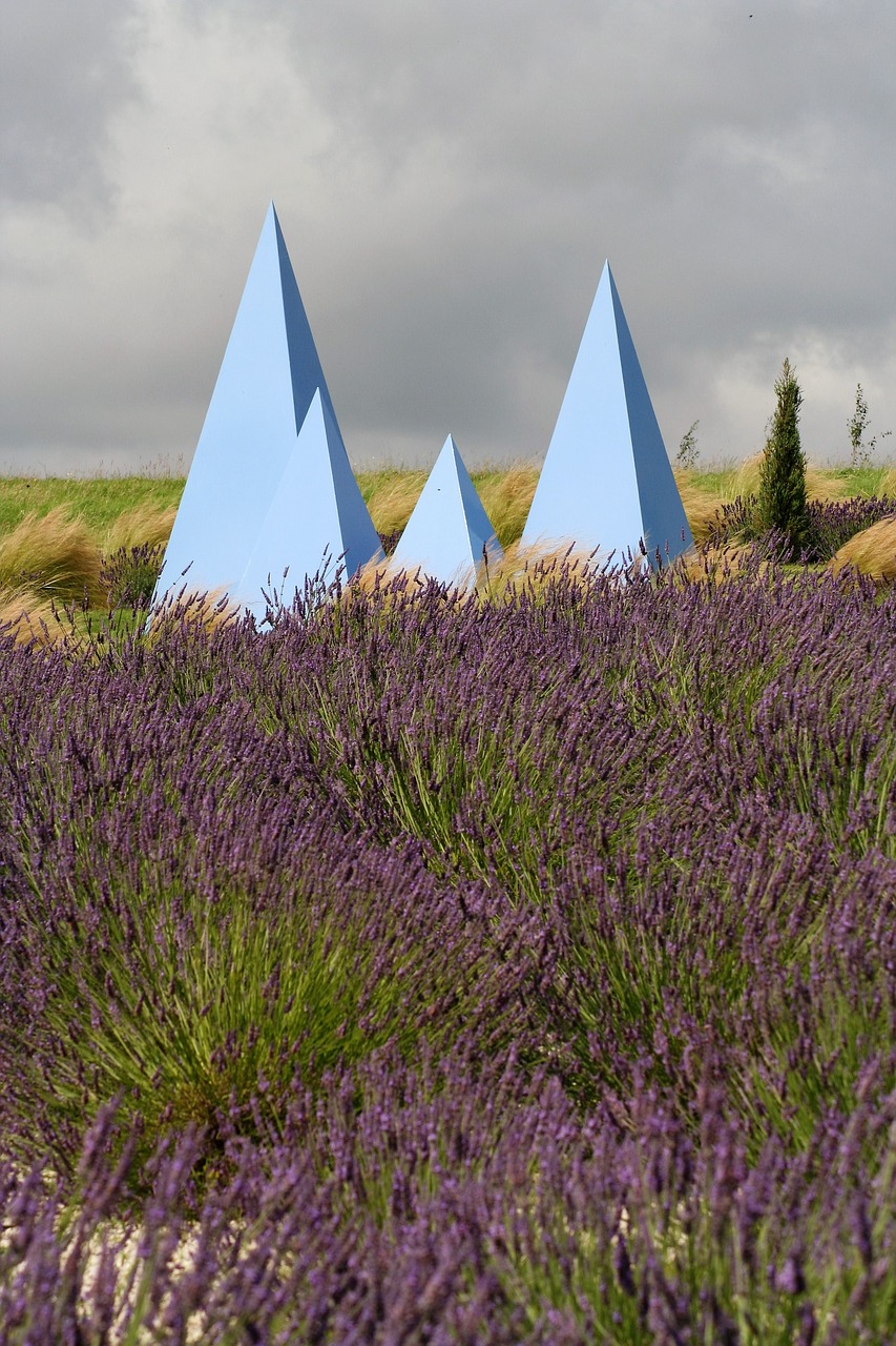 lavender york field free photo