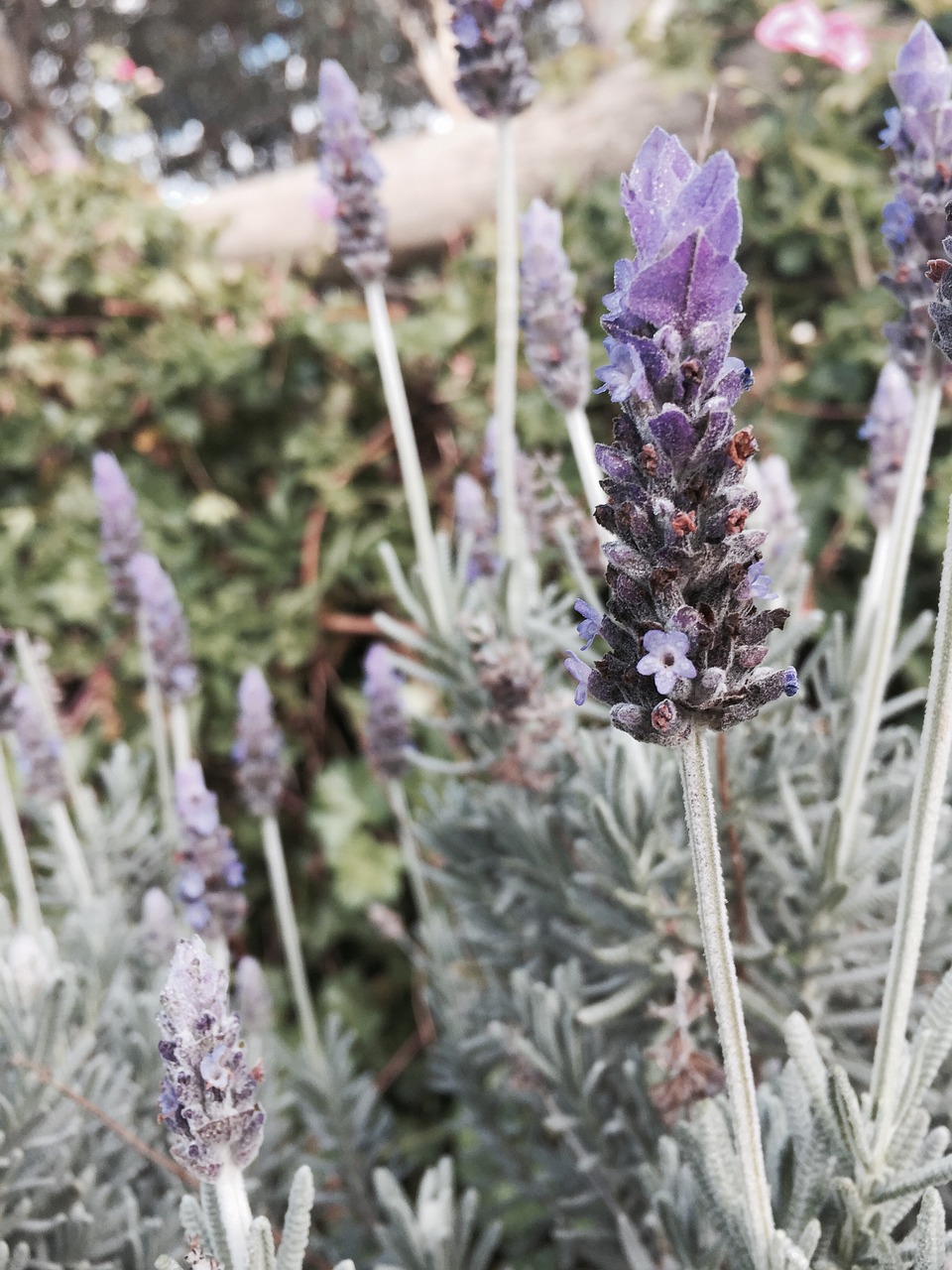 lavender nature purple free photo