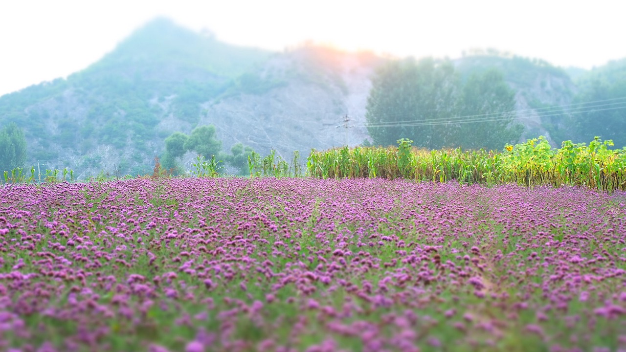 lavender vanilla flowers free photo