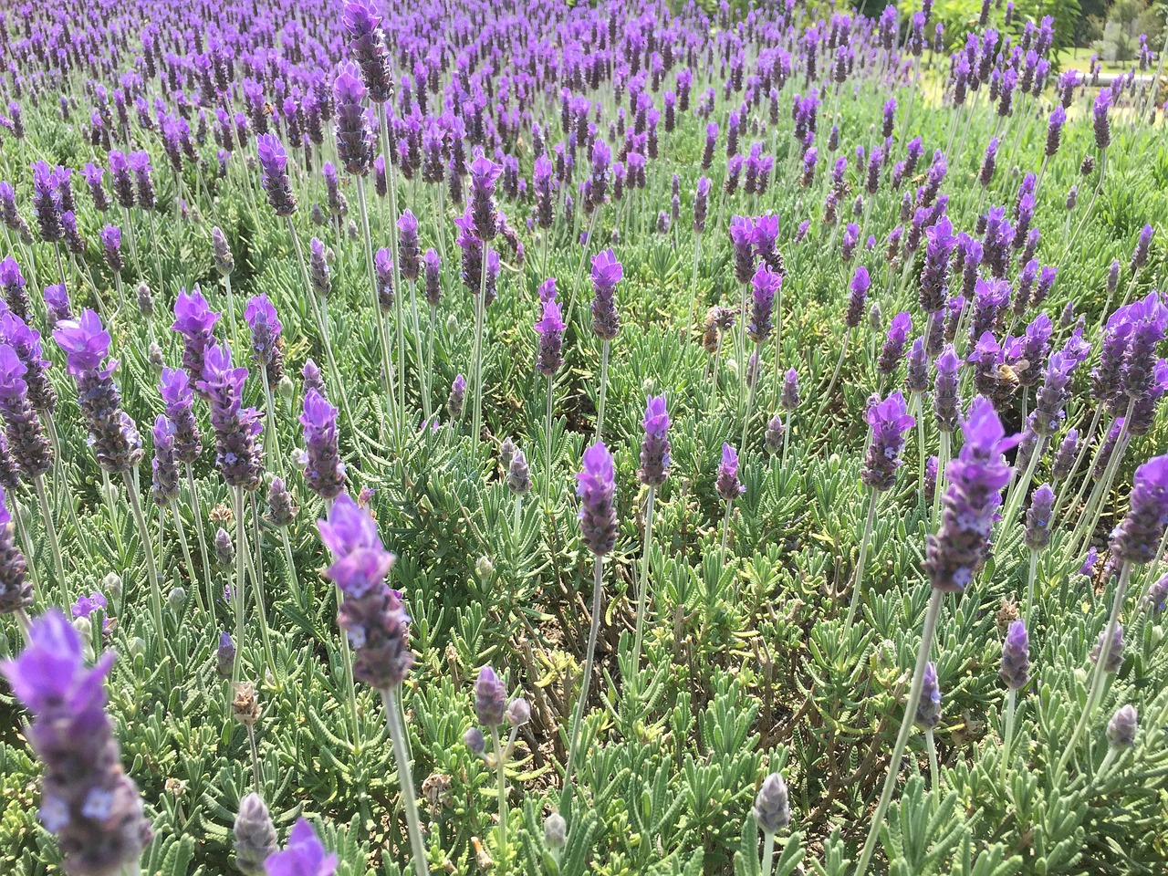 lavender mexico flowers free photo