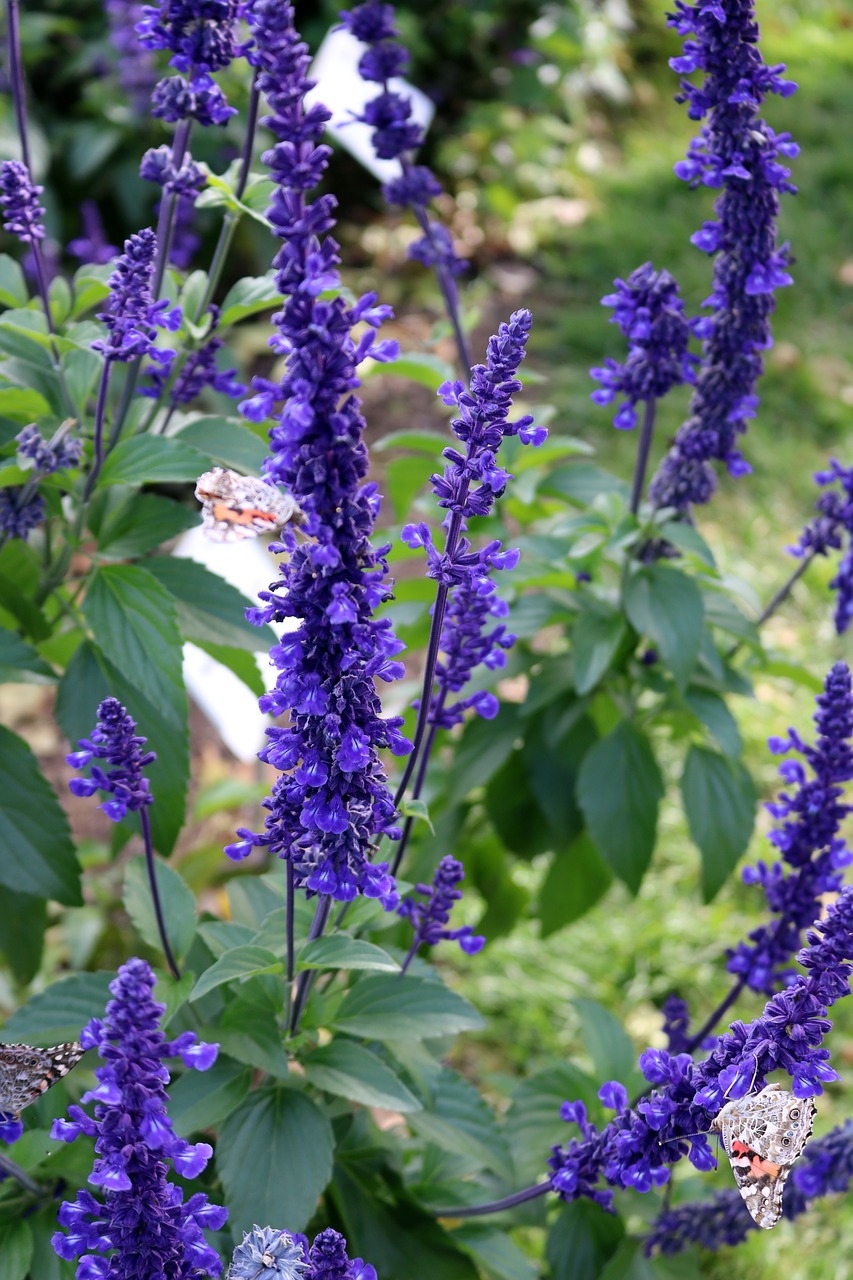 lavender butterflies purple free photo