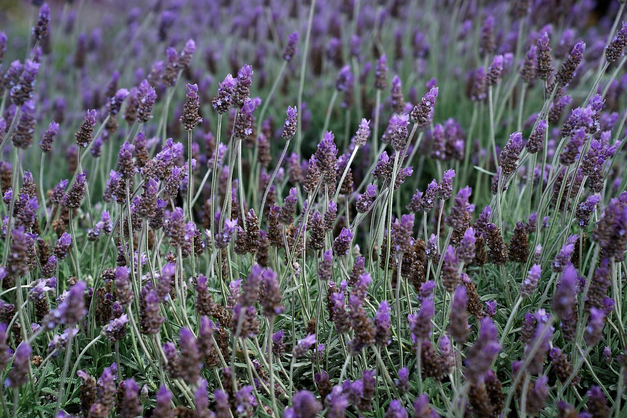 lavender garden purple free photo
