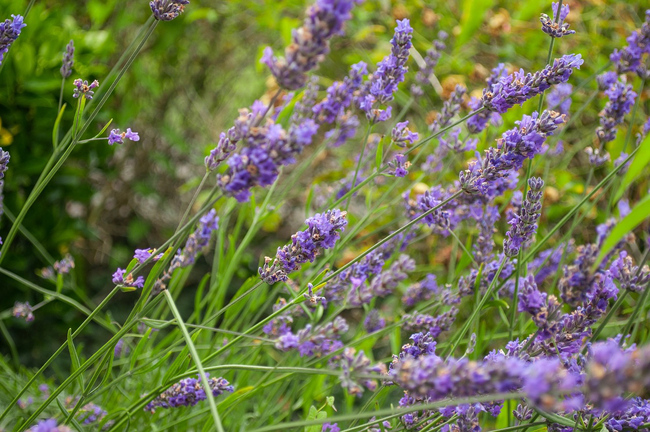 lavender purple plant free photo