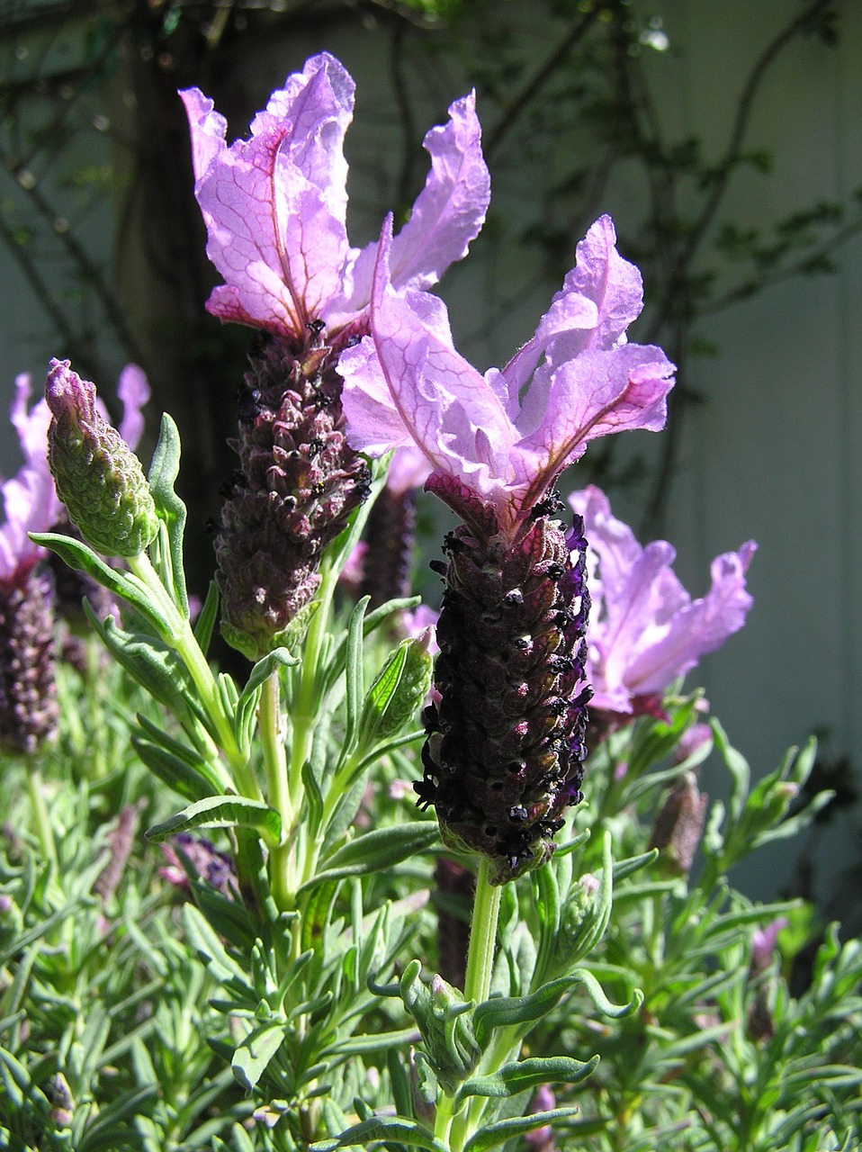 lavender mauve fragrance free photo