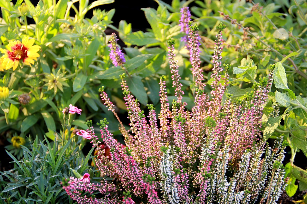 lavender nature season free photo