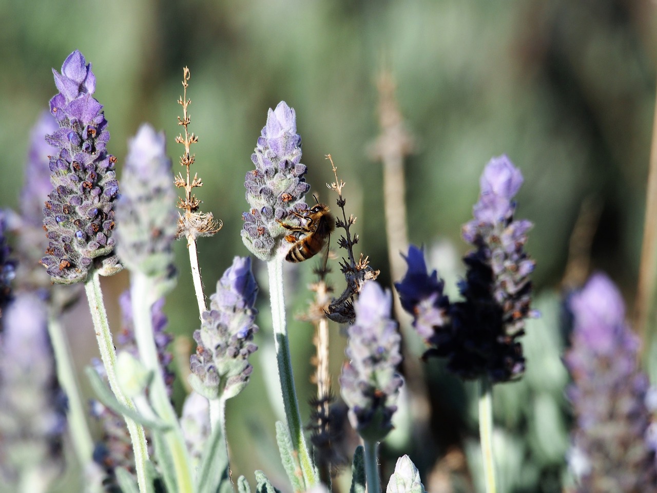 lavender flowers purple free photo