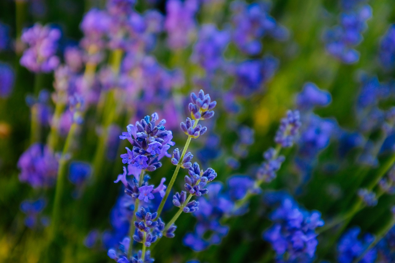 lavender yili flower free photo