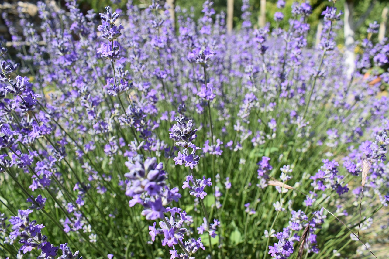 lavender garden flower free photo