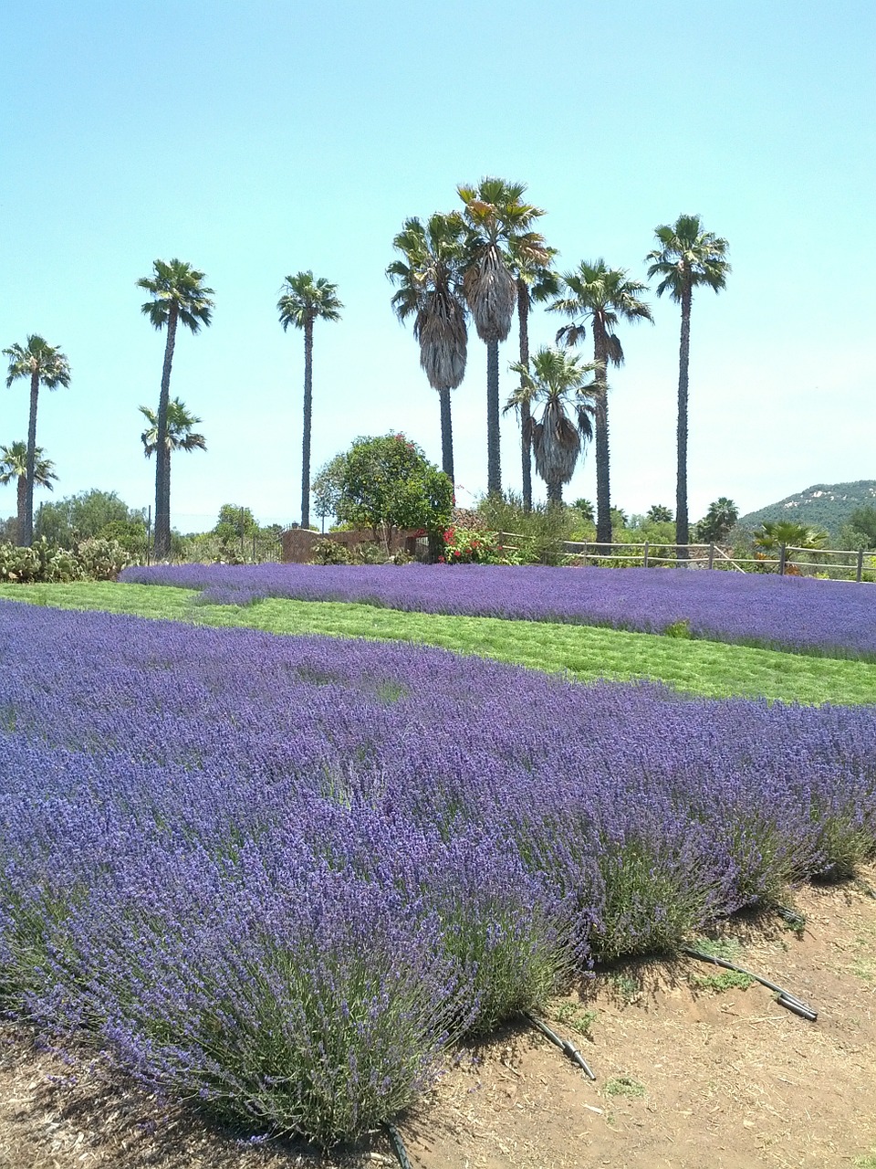 lavender landscape palm tree free photo