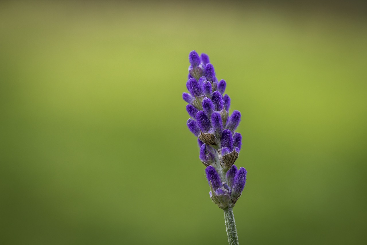 lavender green background plant free photo