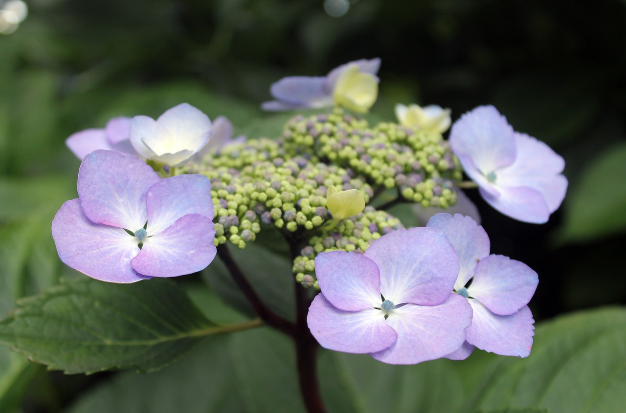 lavender purple flower free photo