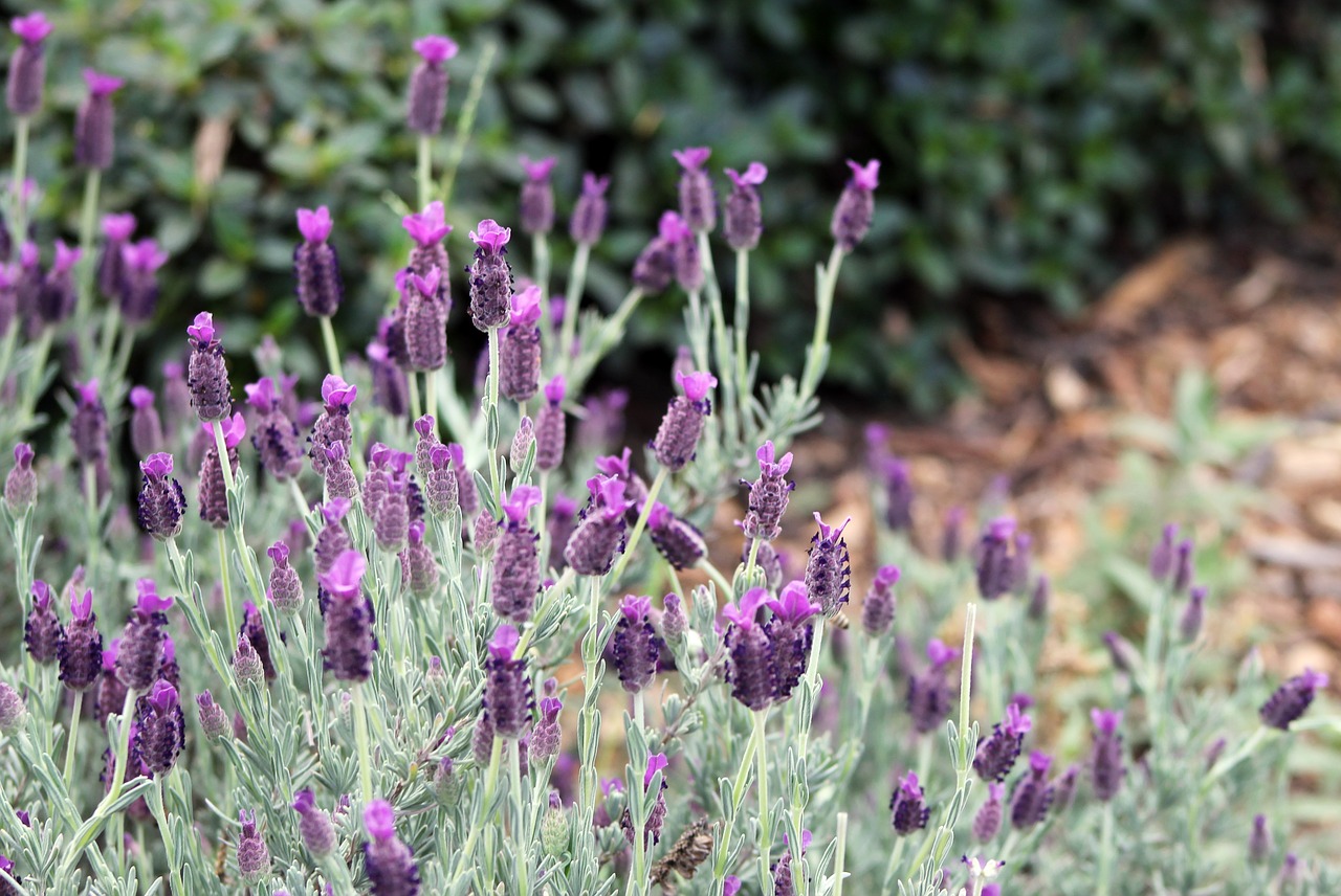 lavender flower garden free photo