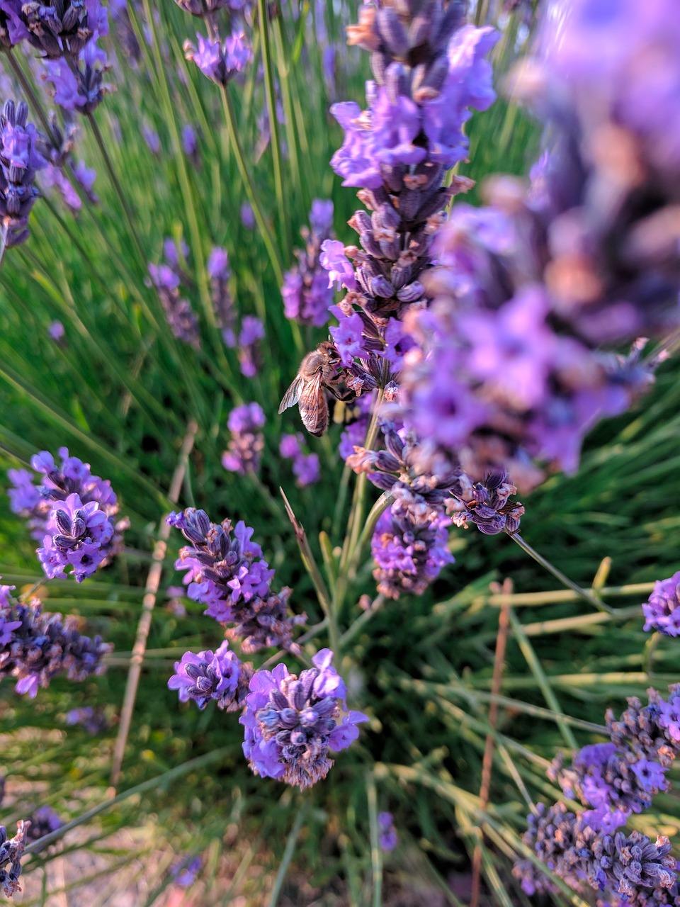 lavender bees flower free photo