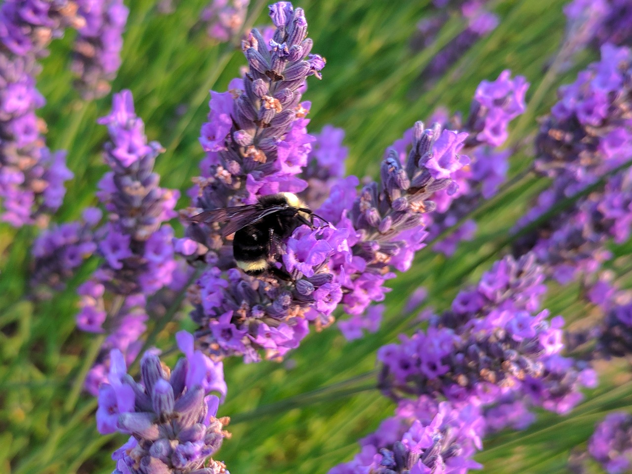 lavender bee flower free photo