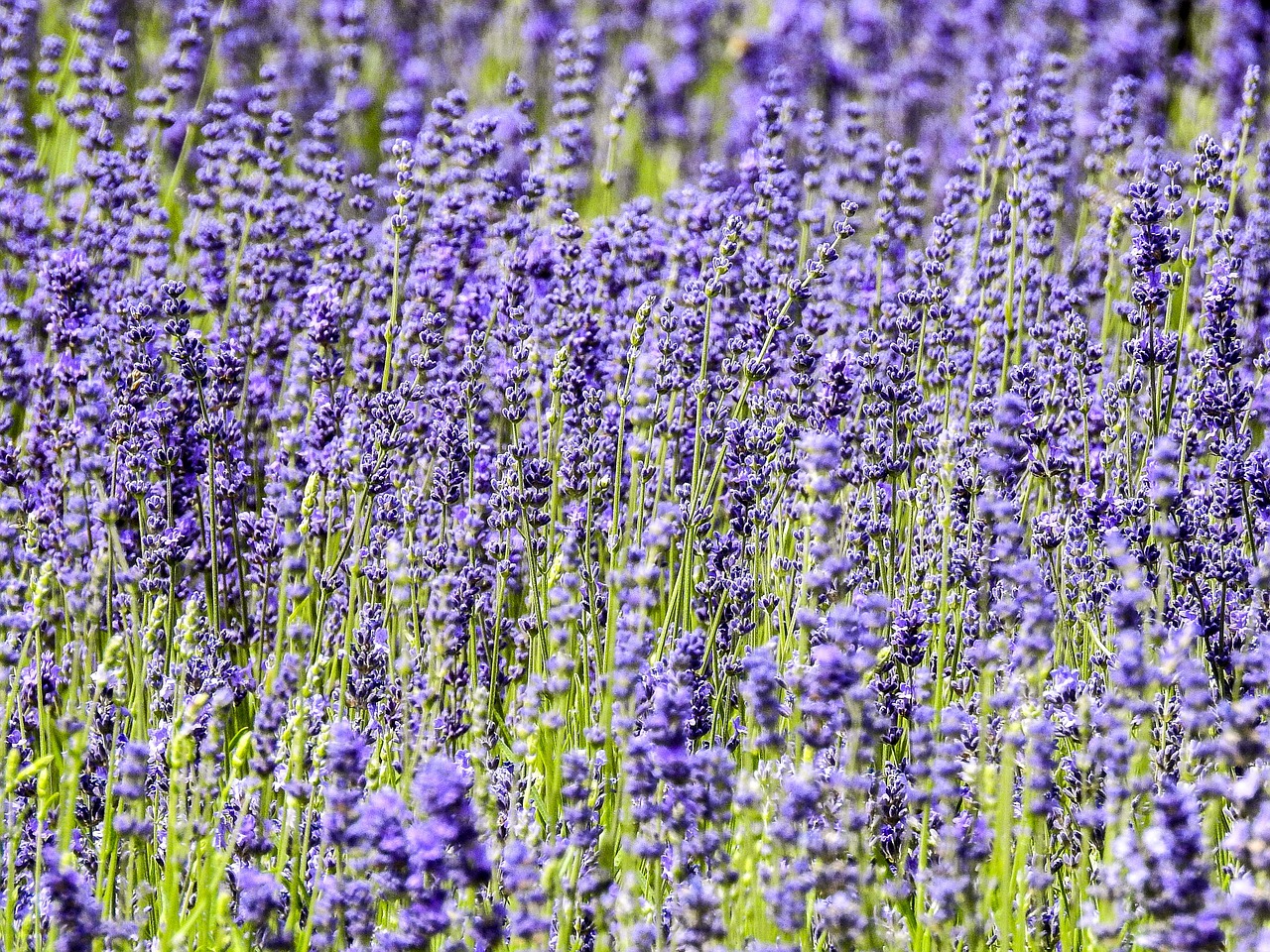 lavender flower plant free photo