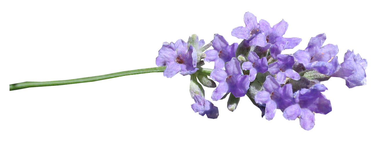 lavender stem cut out free photo