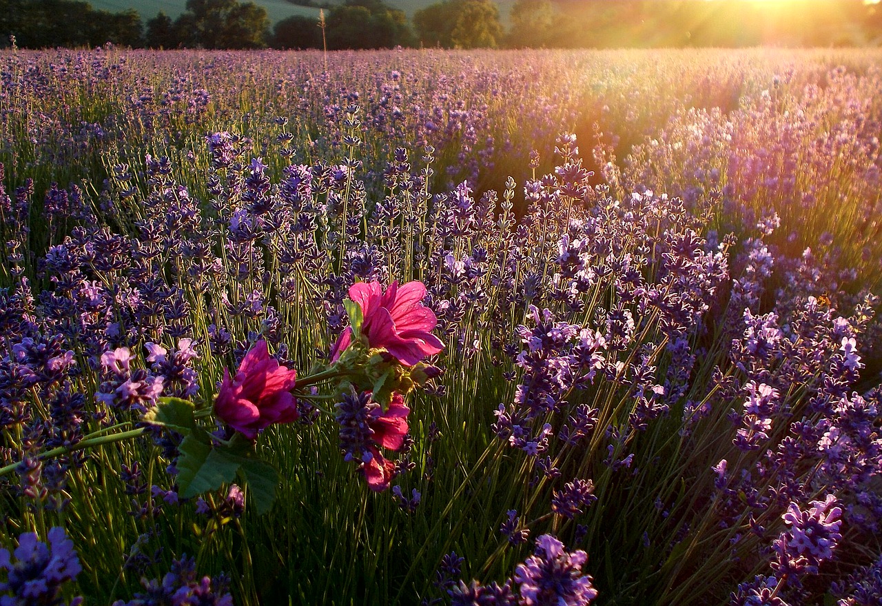 lavender sunbeam lavender field free photo