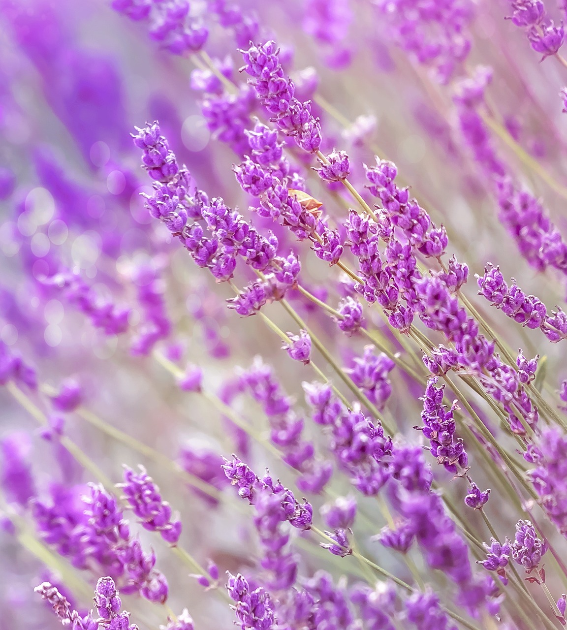 lavender summer france free photo