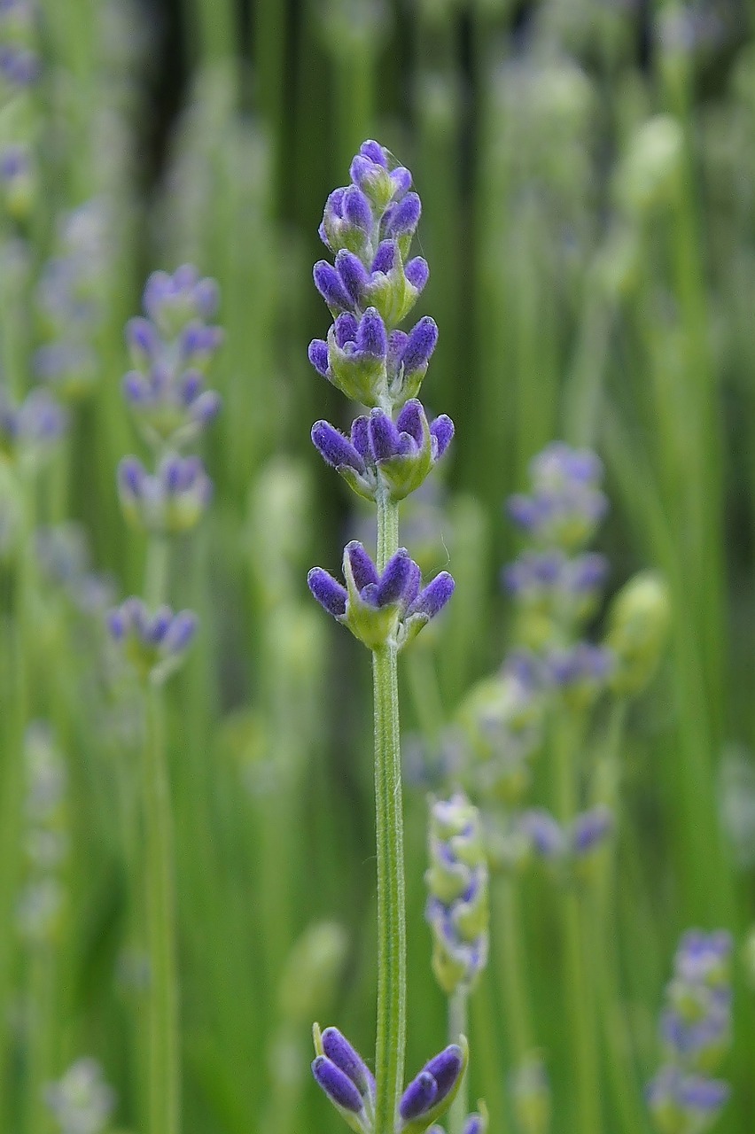 lavender purple violet free photo